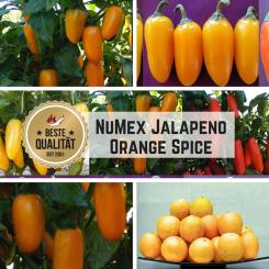 NuMex Jalapeno Orange Spice Chilli Seeds 