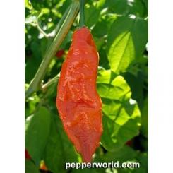 Naga/Bhut Jolokia Brown Chilisamen 