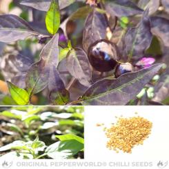 Black Olive Chilliseeds 