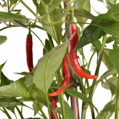 Cacho de Cabra Chilliseeds 