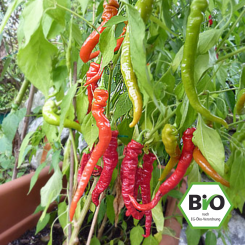 BIO Sigaretta Chilisamen 
