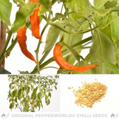 Sili A Top Chilisamen 