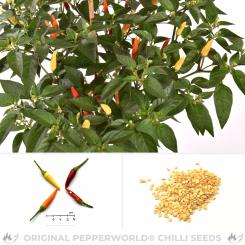 Siling Labujo Chilisamen 