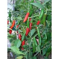 Serrano Del Sol (F1) Chilisamen 