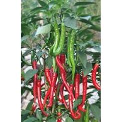 Andy F1 Hot Cayenne Chilli Seeds 