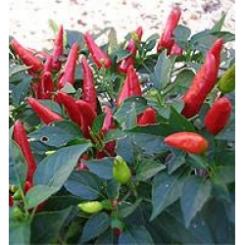 Super Chili (F1) Chilisamen 