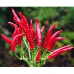 Nippon Taka 101 Chilli Seeds 