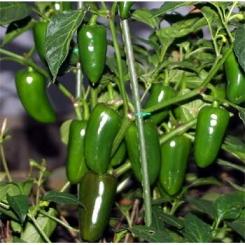 Jalapeño Conchos (F1) Chilisamen 
