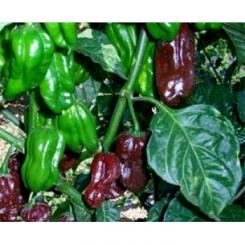 Chocolate Habanero Chilisamen 
