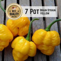 Seven Pot / 7 Pot Brain Strain Yellow Chilli Seeds 