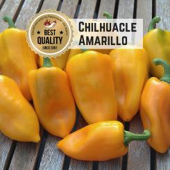 Chilhuacle Amarillo Chilli Seeds 
