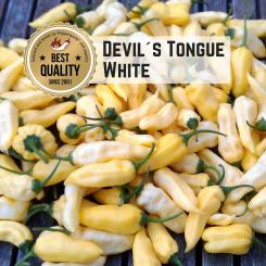 Devil`s Tongue White Chilisamen 