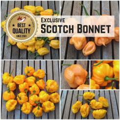 Scotch Bonnet Exclusive - Seed Special 2020 