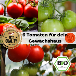 Organic seed variety - 6 exclusive tomato seeds for your own greenhouse 