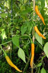 Turuncu Spiral Chilli Seeds 