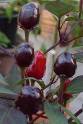 Peruwian Purple Chilli Seeds 