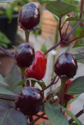 Peruvian Purple Chilisamen 