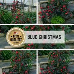 Blue Christmas Chilisamen 