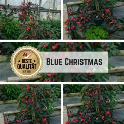 Blue Christmas Chilisamen 