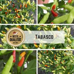 Tabasco Chilli Seeds 