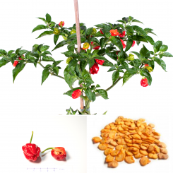Fresno Chilli Seeds 