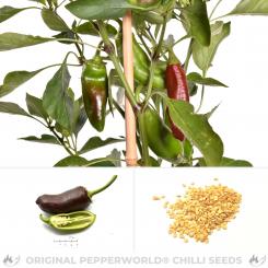 Sweet Chile Chilisamen 
