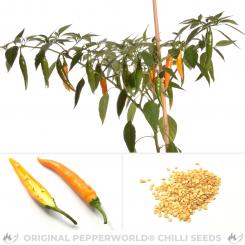 Thai Large Orange Chili Seeds 