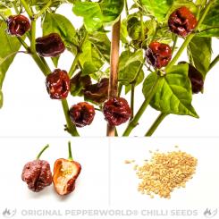 Trinidad Moruga Scorpion Chocolate Chili Seeds 