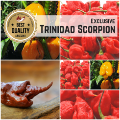 Saat Sortiment "Trinidad Scorpion" 