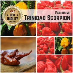 Seed Assortment 'Trinidad Scorpion' 