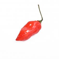 Frische Chili Trinidad Scorpion rot, 100g 