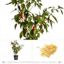 Piment d'Espelette/Gorria Chili Seeds 
