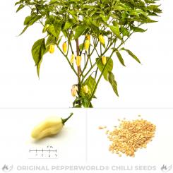 White Bhut Jolokia Chilisamen 