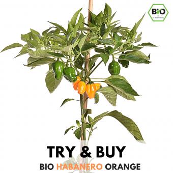 BIO Habanero Orange Chilisamen - Try & Buy 