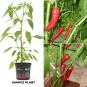 De Cayenne BIO Chilipflanze