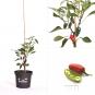 Jalapeno El Rey BIO Chilipflanze