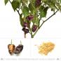 7 Pot Congo Chocolate Chili Seeds