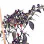 morepic-1