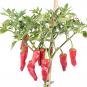 Aji Monagre Chilliseeds