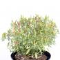 Bonzi Chilliseeds
