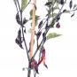 morepic-1