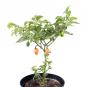 Scotch Bonnet FPO Chilisamen