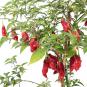 Hot Paper Lantern Chilli Seeds