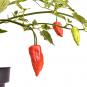 Aji Benito Chilli Seeds