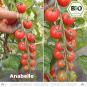 Organic Anabelle Tomato seeds (Cocktailtomatoes)