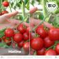 Organic Matina Tomato seeds (Salad tomatoes)