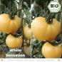 Organic White Sensation tomato seeds (salad tomato)