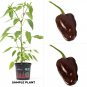 Jamaican Scotch Bonnet Organic Chilli Plant