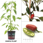 Jalapeno Dark Red BIO Chilipflanze