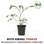 Red Marble Organic Tomato Plant